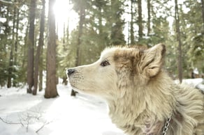 Cybertrusler i 2025: Innsikt fra Arctic Wolf og hva det betyr for norske virksomheter