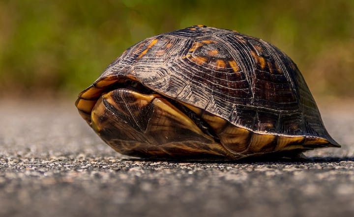 Turtle,Hiding,Inside,It's,Shell